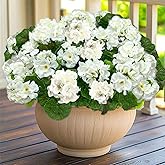 TURNMEON Artificial Geraniums Flowers for Outdoors, 4 Bundles Fake Geraniums Silk Flowers UV Resistant Faux Flowers Plants for Home Planter Gardens Table Porch Cemetery Summer Spring Decor(White)