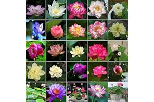 Generic 10pcs Bowl Lotus Seeds for Planting - Bonsai Lotus Seeds, Water Lily Flower, Aquatic Plants, Ideal for Ponds, Non-GMO Home Garden Plant Seeds, Flowering Aquatic Bonsai