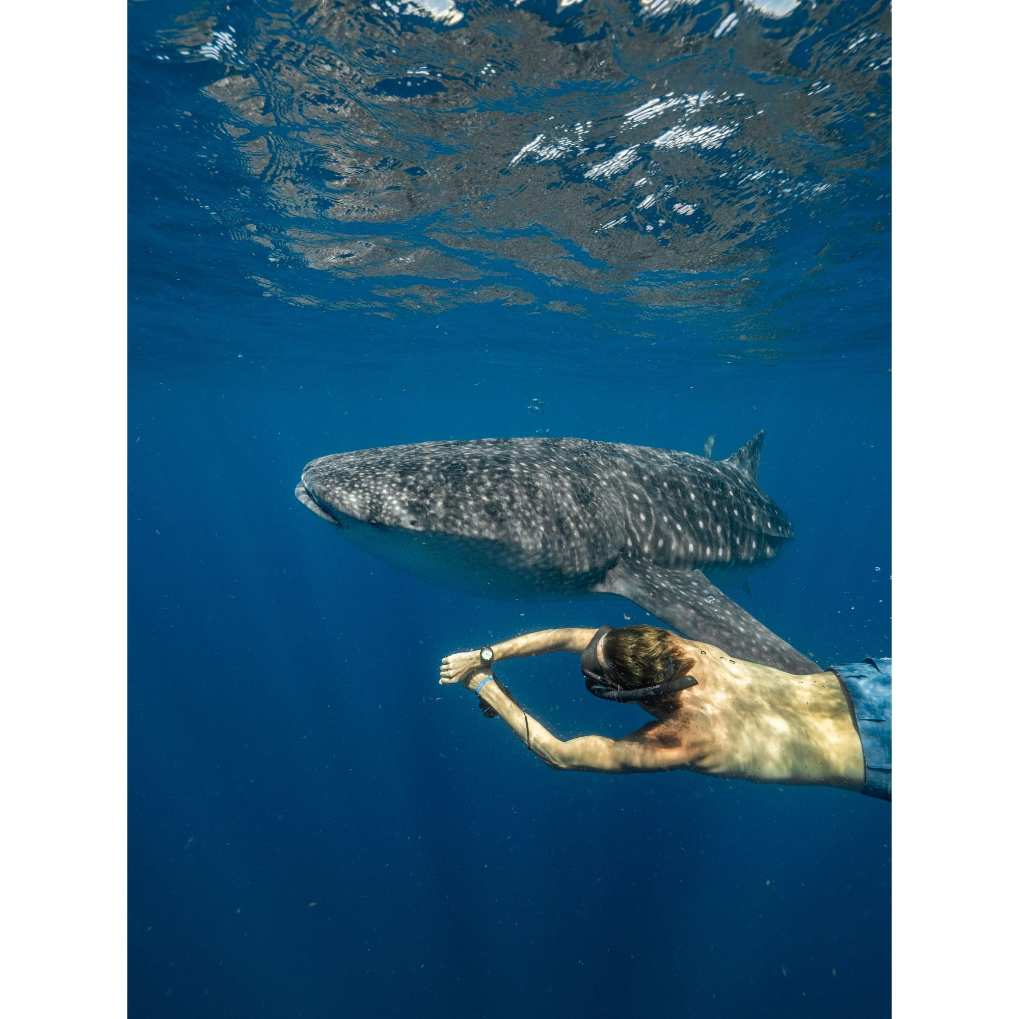 Citizen Men's Promaster Dive Fugu