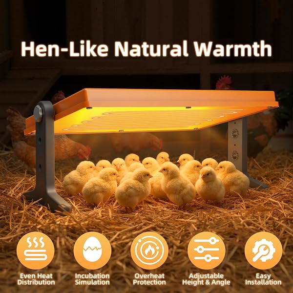 CHICK BROODER HEATER PLATE – 12″ X 8″ ADJUSTABLE HEIGHT & TEMPERATURE POULTRY WARMER FOR UP TO 10 CHICKS, BROODER HEATING PLATE FOR CHICKS AND DUCKLINGS, ORANGE