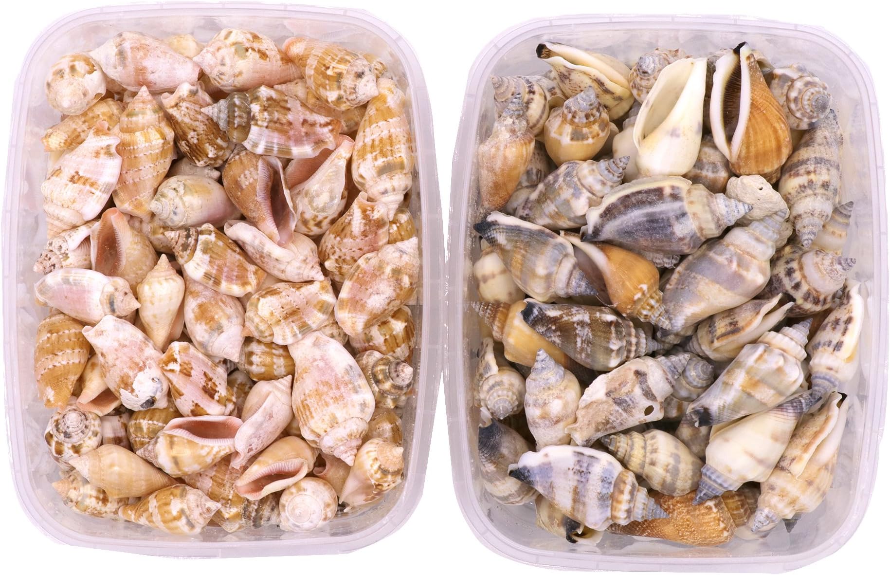 Seashells - Little Bear Conch Duo Pack 200 Grams - Shells for Crafts Supplies and Decoration, Minituare Garden Ornaments Beach White Sea Shells and for Jewellery Making