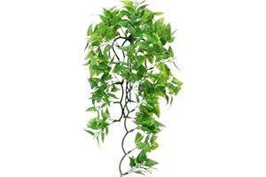 Zoo Med Laboratories SZMBU20 Natural Bushy Mexican Phyllo, Medium