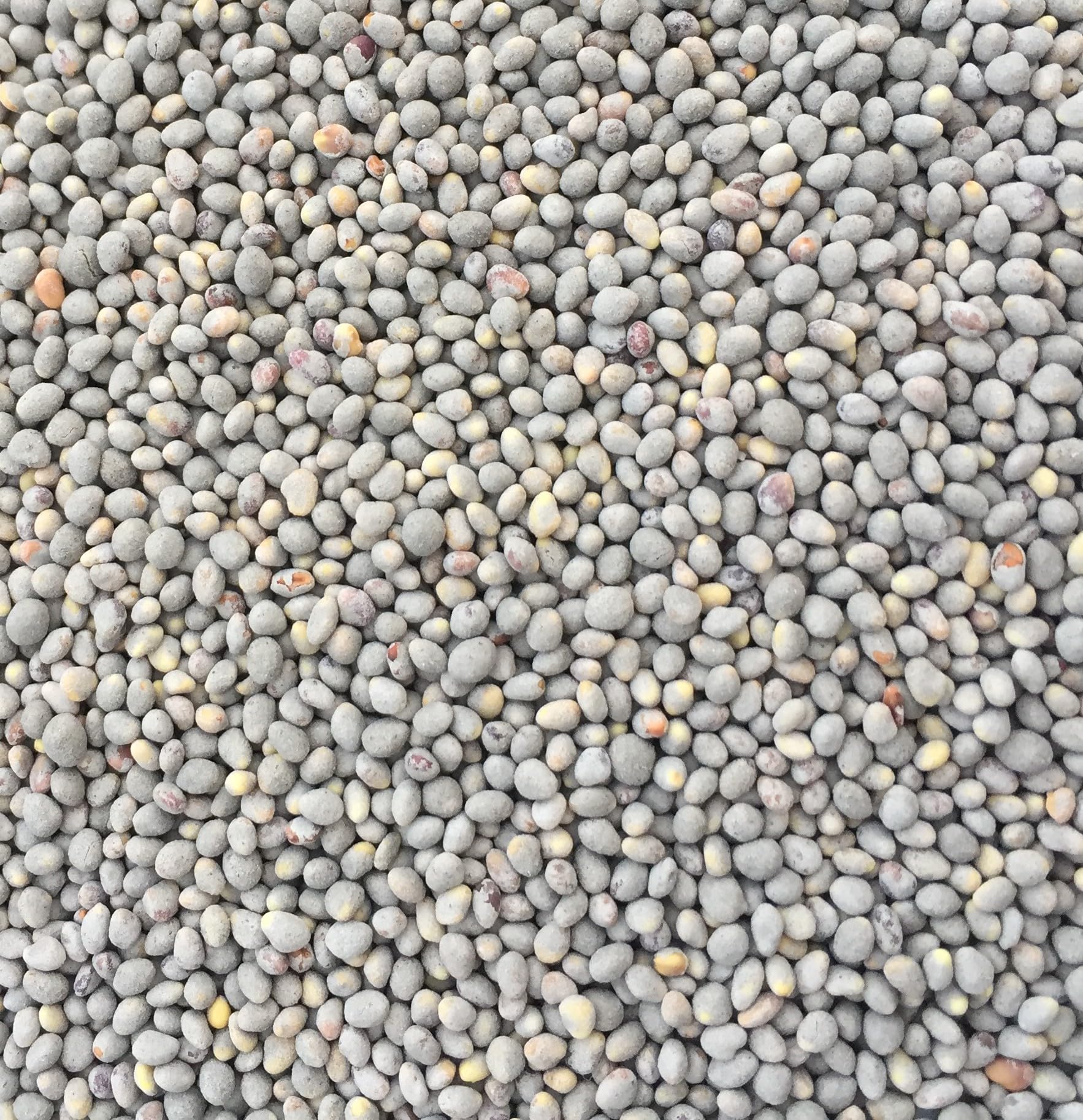 White Clover Seed 500g Green Manure CSH