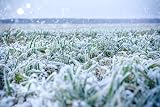 Avern Turbo Cold Lawn Seed 1.3KG Hard Wearing Dog Friendly Germinates In Cold view 3