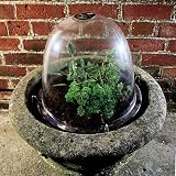 Haxnicks 3x Medium Original Victorian Bell Garden Cloche 34cm Dome view 5