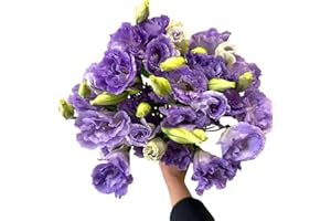 WANGBINYU 10 Stems Grade A Smoked Purple Platycodon Fresh Cut Flowers Bouquet for Home Decor, Birthdays, Anniversaries, Healing, Sympathy, Friendship and Love