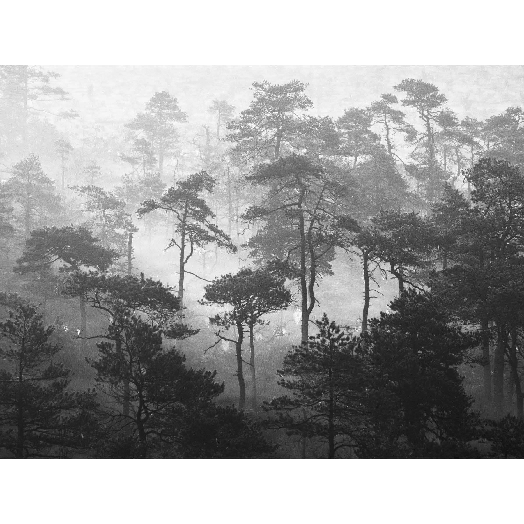 Oja Lindi Nature Reserve Estonia Forest Trees Photo Premium Wall Art Canvas Print 18X24 Inch