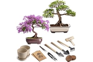 AVERGO Bonsai Growing Seed Kit - 2X Japanese Bonsai Trees | Complete Indoor Starter Kit for Growing Bonsai Trees + Tools + Planters | Gardening Gifts for Women & Men