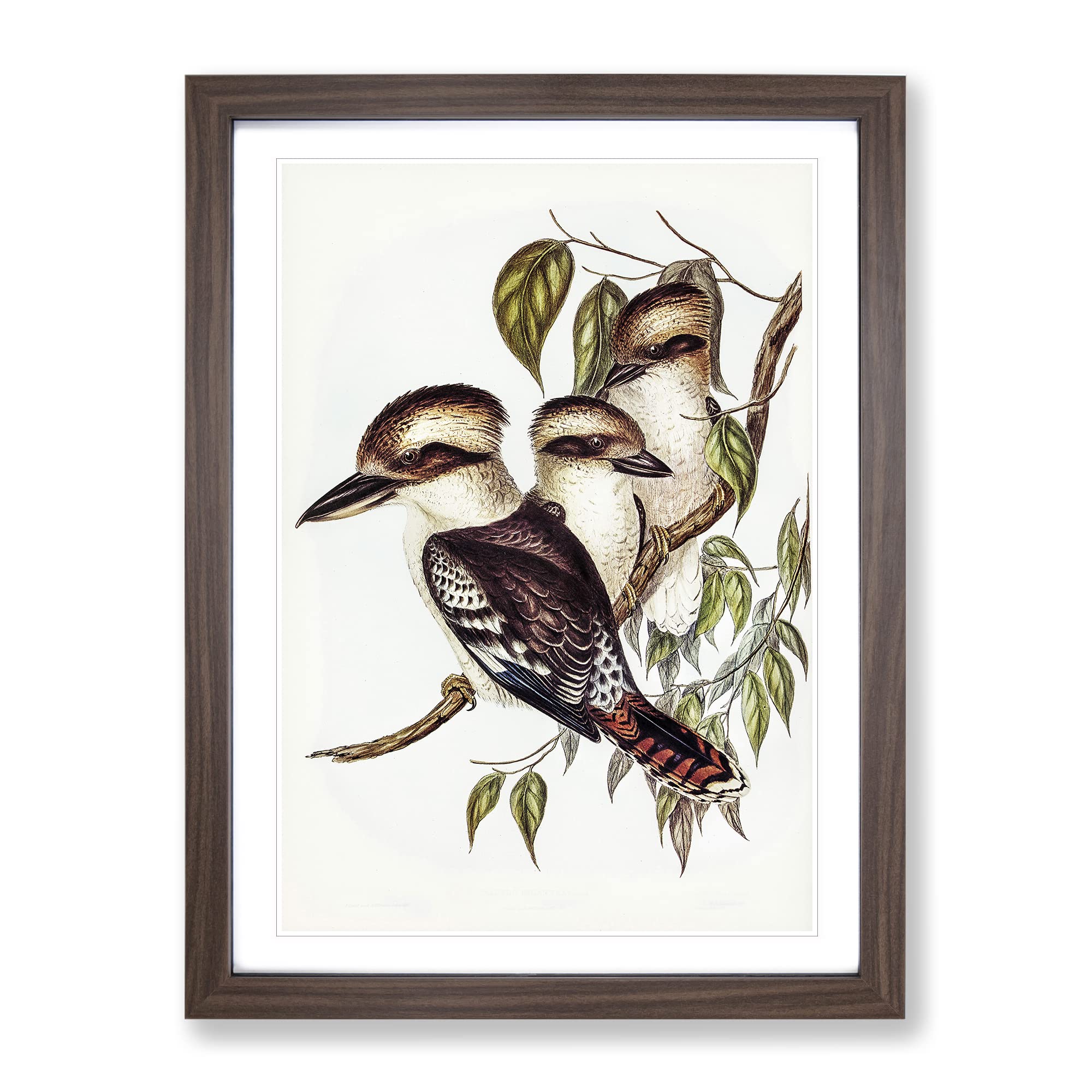 Great Brown Kingfishers By Elizabeth Gould Vintage Framed Wall Art Print, Ready to Hang Picture for Living Room Bedroom Home Office Décor, Walnut A4 (34 x 25 cm)