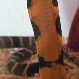 Amazon.com: King cobra Wallpaper -- HD Wallpapers of King cobras