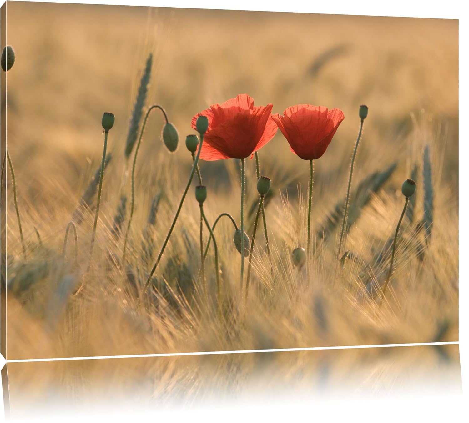 mohnblumen bilder auf leinwand