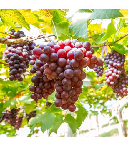 Amazon.com : Grape Seeds for Planting 100+ Pcs : Patio, Lawn & Garden