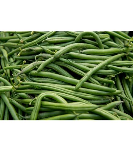Blue Lake Pole Bean Seeds - Non-GMO Heirloom Vegetable Seeds For Home Garden