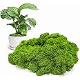 Aspamms Fake Green Moss for Potted Plants Indoor, 5.3oz Artificial Moss for Crafts, Faux Decor for DIY Decorative, Model Making, Walls, Glass Containers, Home