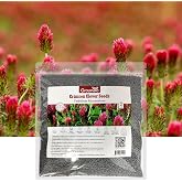 2LB Crimson Clover Seeds Ground Cover Crop - Annual Trifolium Incarnatum | Fall Sowing, Alternative Lawn, Attracts Pollinators, Nitrocoated and Inoculated Seeds, Red Flower