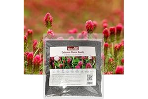 Groundio Annual Crimson Clover Seeds, 2 lbs, Trifolium Incarnatum Seeds for Lawn Alternative, Attracts Pollinators, Nitrocoated and Inoculated