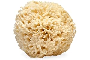 LATHER - Natural Sea Wool Sponge, 5-6" - Organic Exfoliating Body Scrubber - Soft, Gentle Cleansing - Hypoallergenic - All Skin Types - Florida Natural Loofah Sponge - Cruelty Free - Beauty & Skincare