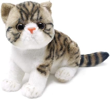 short hair tabby kitten