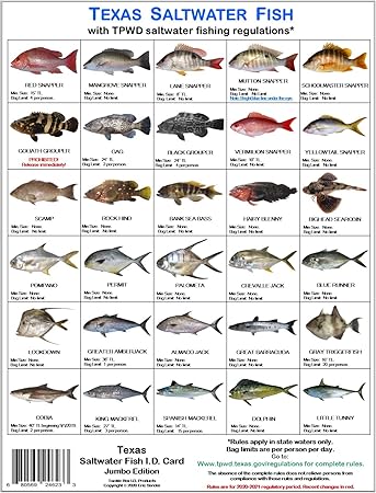Amazon Com Identificacion De Caja De Aparejos Juego De Tarjetas De Identificacion De Peces De Agua Salada De Texas Tres Tarjetas 60 Peces Comunes Reglas Tpwd De Septiembre De 2019 Sports Outdoors