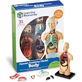 Learning Resources Human Anatomy Model Body | Science Classroom Demonstration Tools, Realistic Human Anatomy Display, 31 Pieces, Grades 3+, Ages 8+