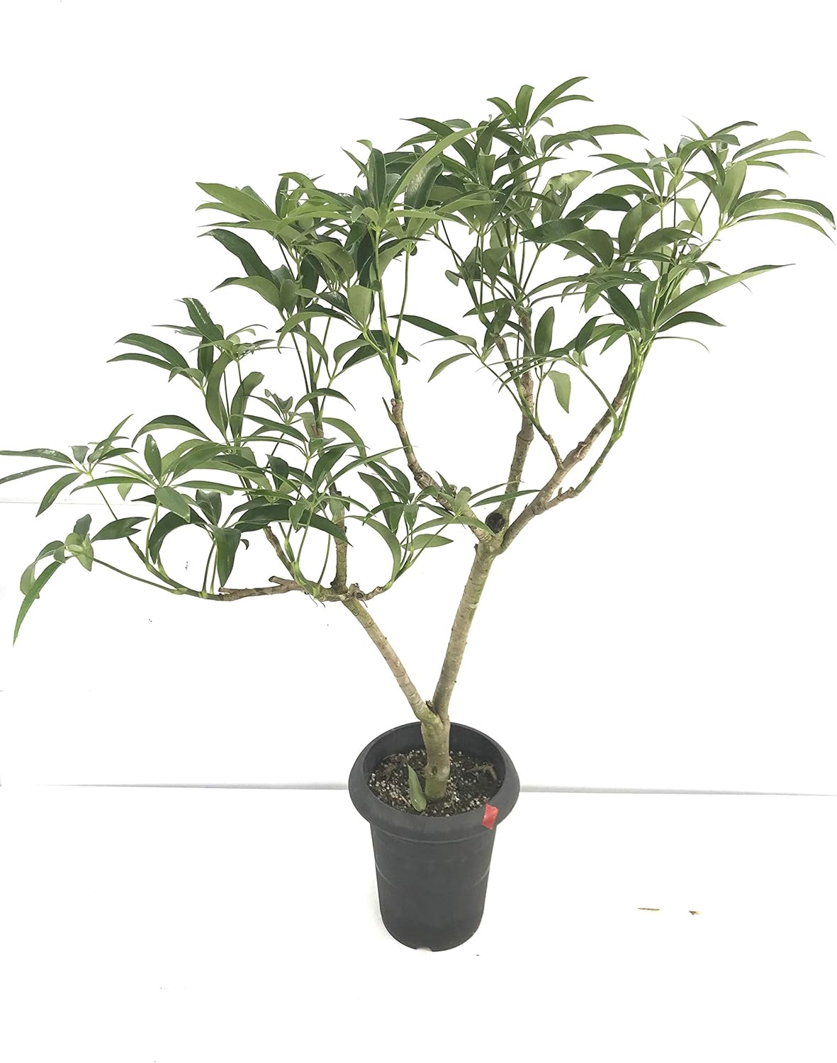 はなみどり 観葉植物 シェフレラ アンガスティフォリア 枝物 6号鉢 1鉢 本体 高さ90cm 鉢 Amazon