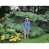 *NEW*GIANT GUNNERA MANICATA *7 seeds *RARE*4-8 FT.#1042
