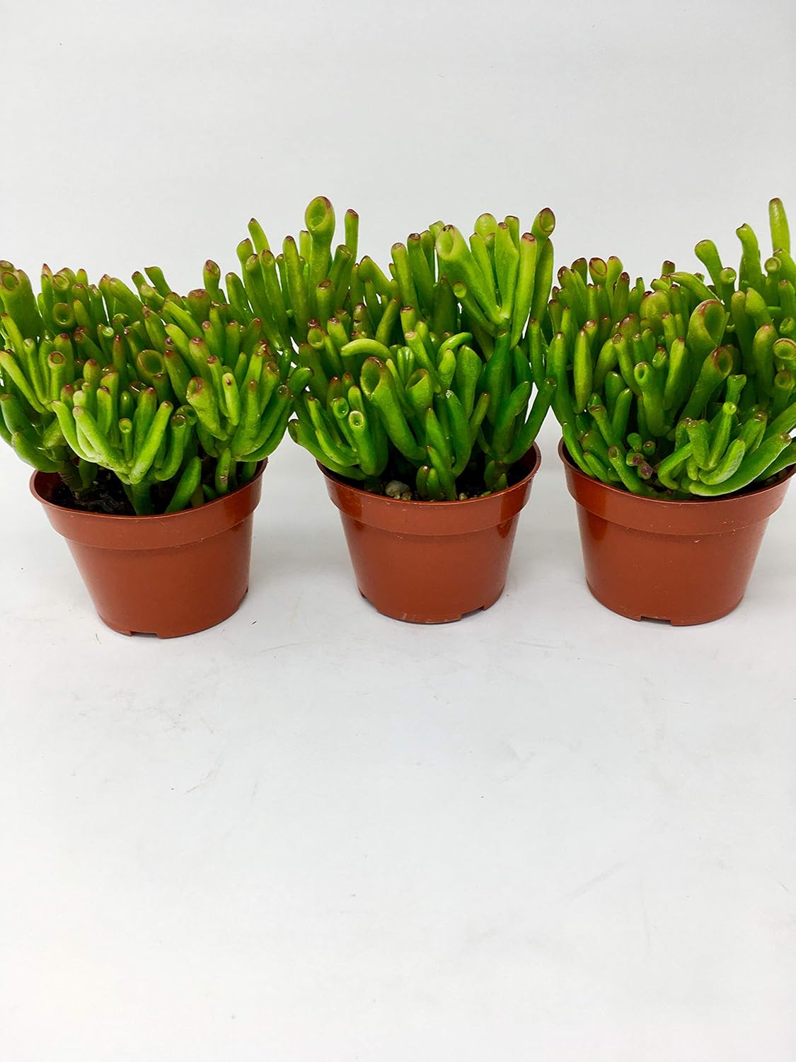 �Hobbit� Jade Plant Crassula ovuta Easy