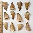Museum Quality Mosasaurus Tooth in Display Case - Genuine Dinosaur Tooth from The Late Cretaceous Period - A-Grade Dinosaur Fossils