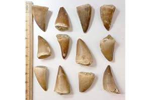 BEVERLY OAKS Museum Quality Mosasaurus Tooth in Display Case - Genuine Dinosaur Tooth from The Late Cretaceous Period - A-Grade Dinosaur Fossils