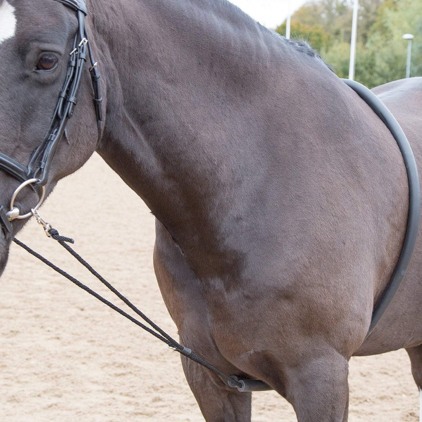 Shires Soft Lunging Aid Black Amazon.co.uk Sports & Outdoors