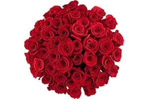 Benchmark Bouquets - 50 Stem Premium Red Roses (2 Bundles of 25; Vase Not Included) - Fresh Flowers for Delivery - Gift for Graduation, Birthday, Anniversary, Sympathy, Get Well, Congratulations