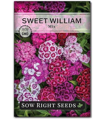 Amazon.com : Sweet William,(Seeds) White/Pink/Red, Flower Seeds