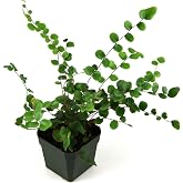 Pellaea rotundifolia 'Button Fern'