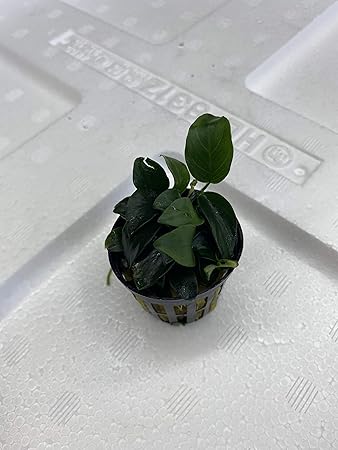 Amazon Torimate トーリーメイト 台湾産 アヌビアスナナプチ ポット 1ポット Torimate 生き物 通販