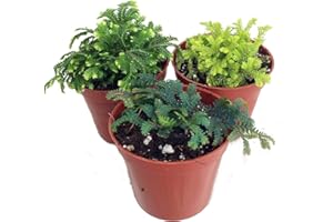 HIRT'S GARDENS 3 Club Moss Plants - Selaginella - Terrariums, Fairy Gardens - 2" Pots