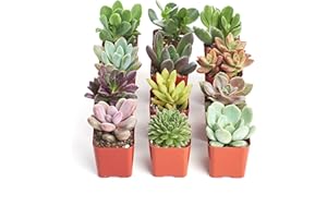Shop Succulents Unique Succulent Plant Pack Collection - Live Mini Succulent Plants, Low Maintenance, Exceptional Colors & Textures - Wedding and Party Favors, Gift & Garden, Pack of 12