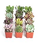 Shop Succulents Unique Succulent Plant Pack