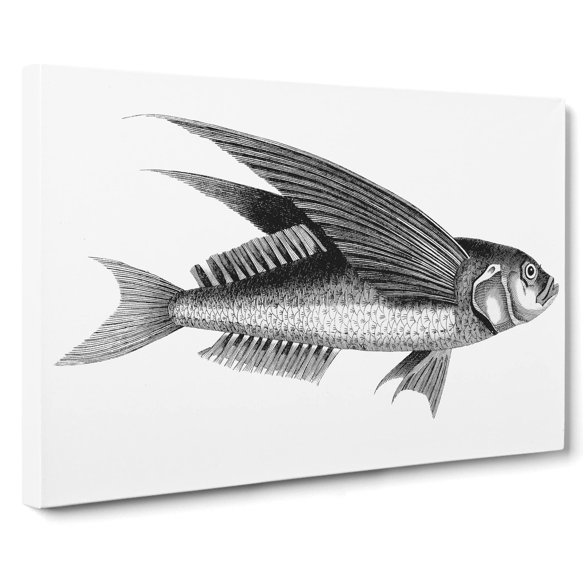 Oceanic Flying Fish In Black & White By George Shaw Canvas Print | Gallery Wrapped 30mm Frame Wall Art | 20x14 inches | Ready to Hang | Retro Animals Picture | Living Room Bedroom Lounge Office