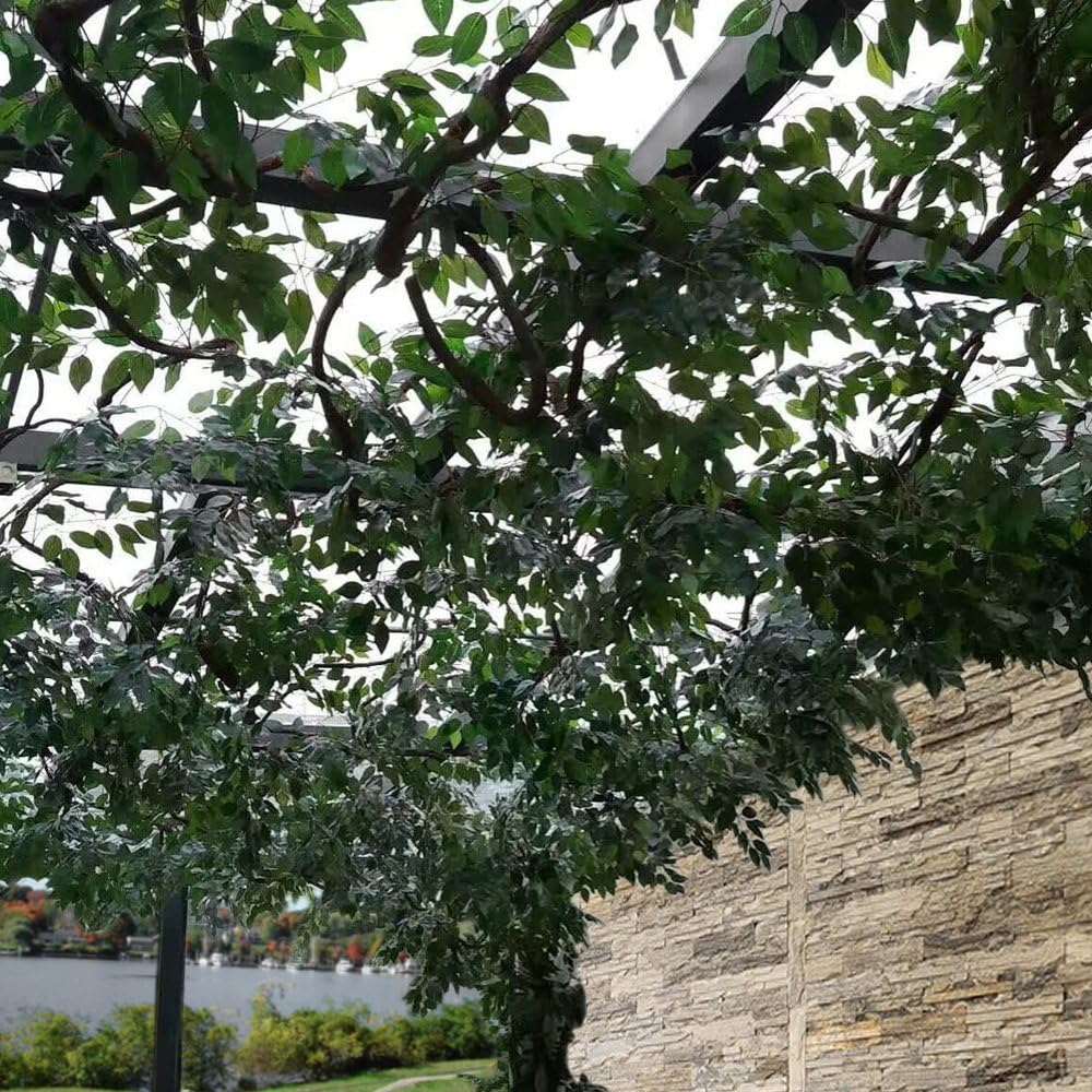 Amazon Com Gtidea 12pcs Artificial Silk Ficus Tree Branches Faux Fake Lamination Green Leaves Arrangements Home Garden Office Market Restaurant Wedding Decor Home Kitchen