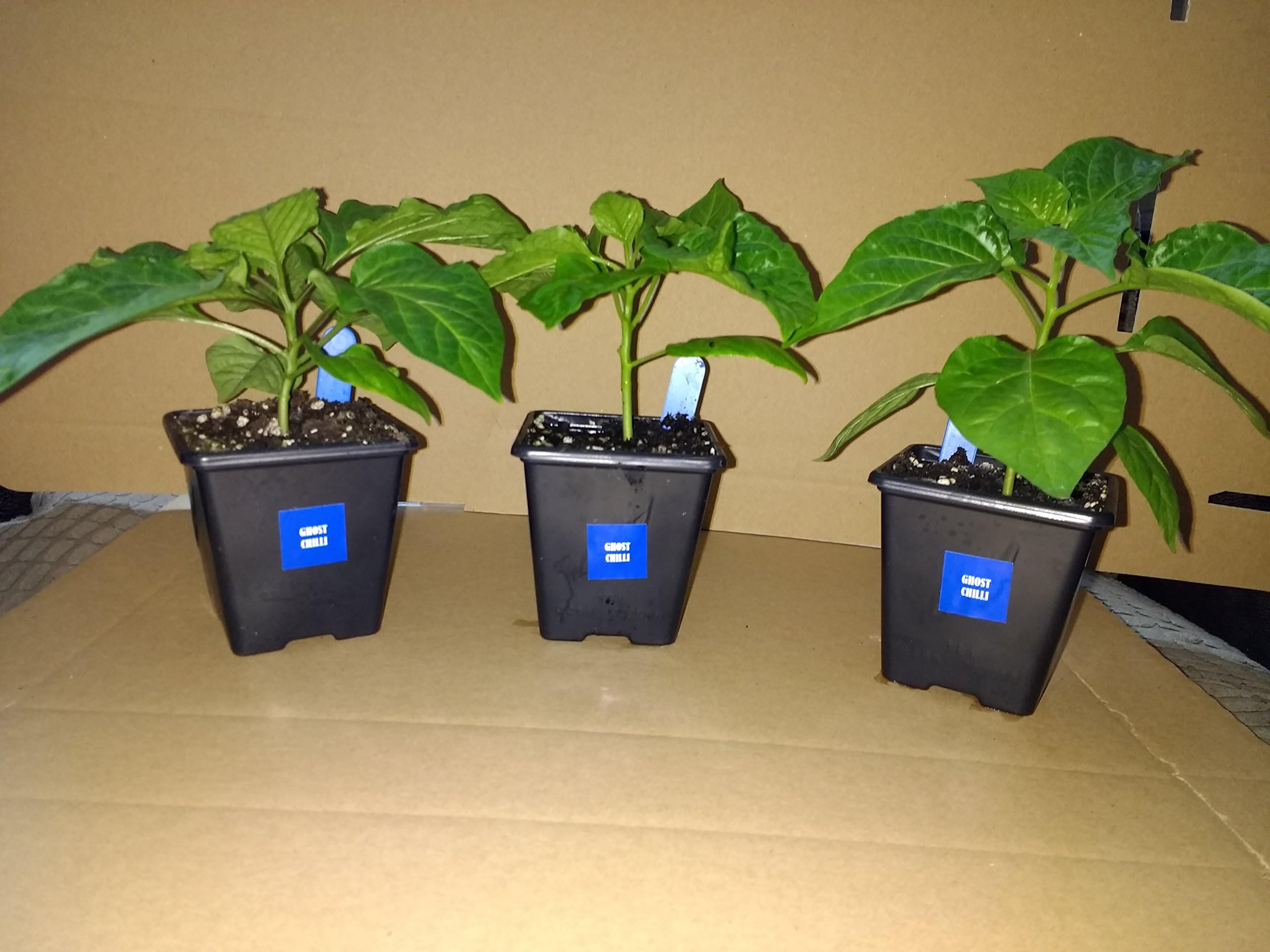 3X 7cm Super hot Ghost (Bhut Jolokia) Chilli Plant Pack