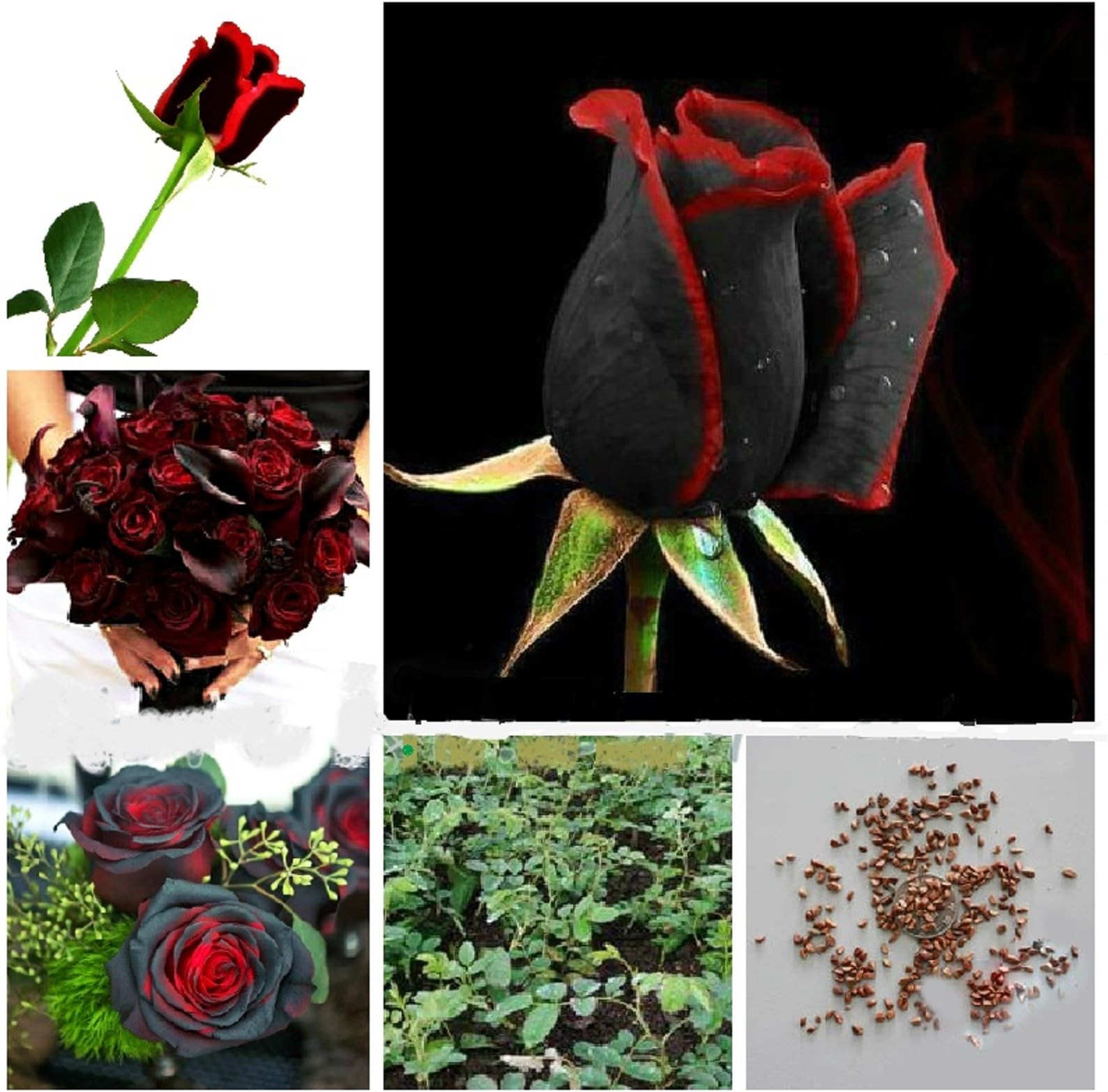Attractive Red - Black Rose Plant Seeds + Rose Mix