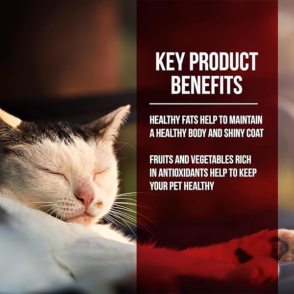 FUSSIE CAT MARKET FRESH CHICKEN & TURKEY MEAL FORMULA GRAIN-FREE DRY CAT FOOD 2LB