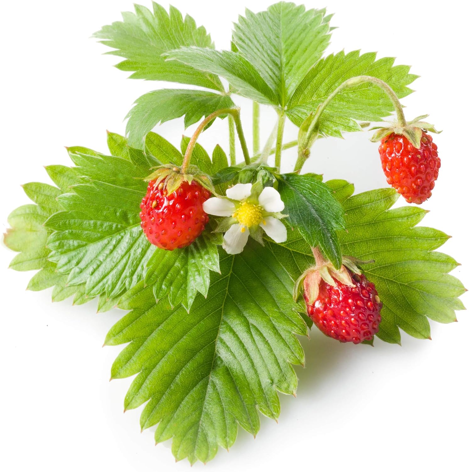 Emsa 3 Cápsulas de fresas silvestres Click & Grow, Semillas apta ...