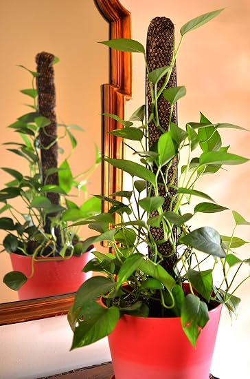 Mosser Lee ML1010H Totem Soporte para Plantas de Poste de 24 ...