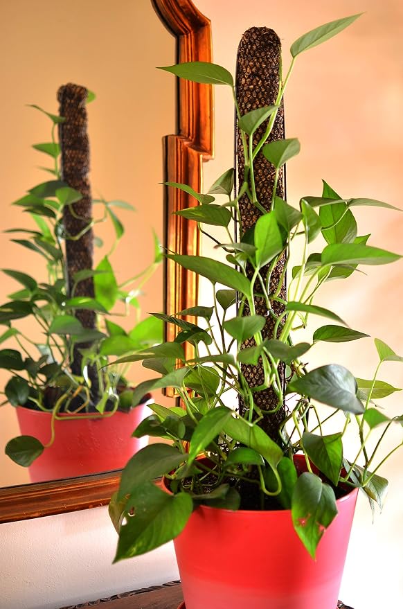 Mosser Lee ML1010H Totem Soporte para Plantas de Poste de 24 ...