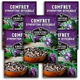 Comfrey Seeds - Symphytum Officinale - Perennial Medicinal Herb (5 Packs) | True Slippery Root for Compost Tea &amp; Natural Skincare - Non-GMO Heirloom Variety - Survival Garden Seeds