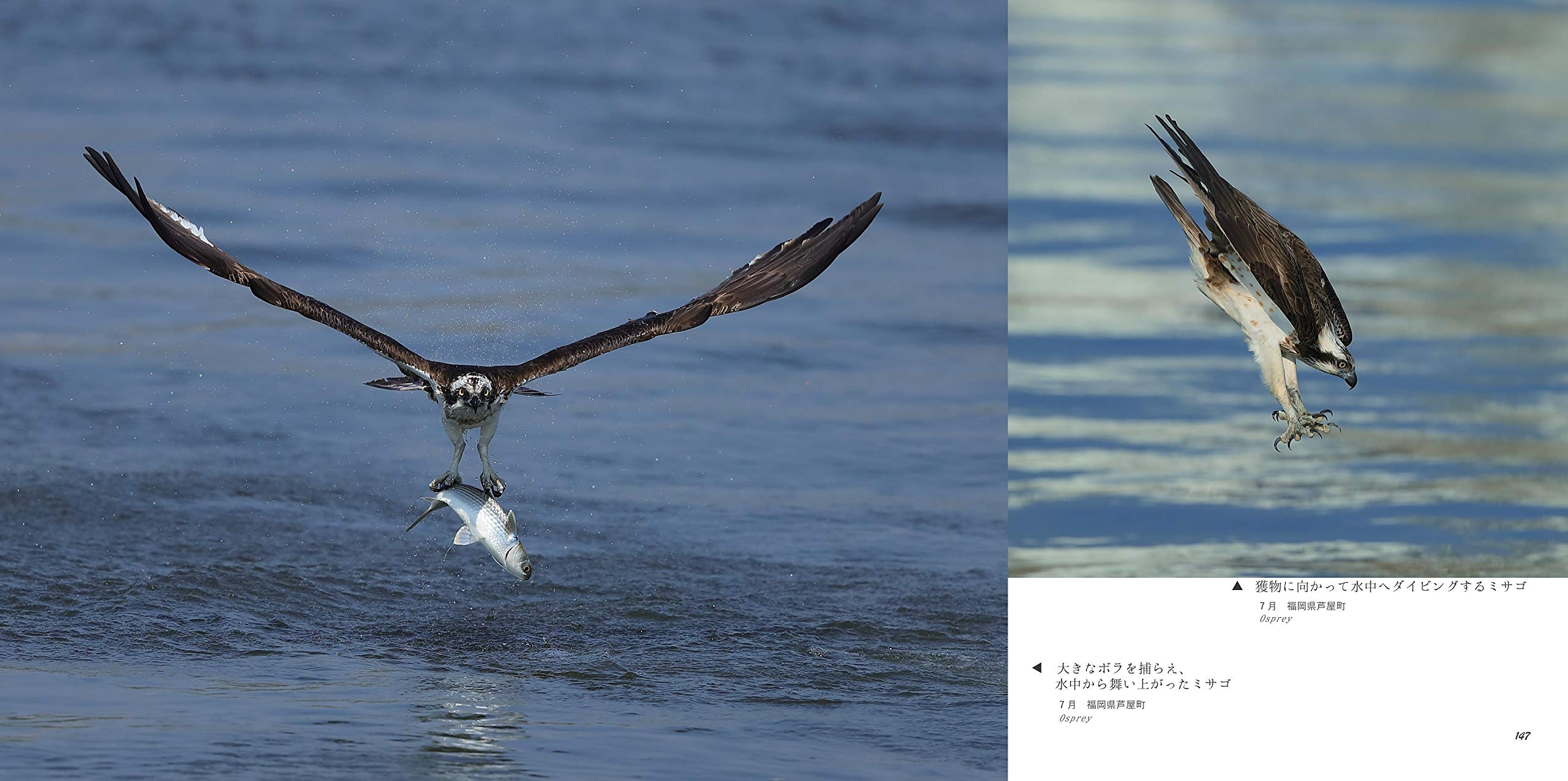 飛翔 野生の瞬間 真木 広造 真木 広造 本 通販 Amazon