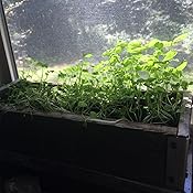 Amazon.com : Reclaimed Barnwood Planter Box Mini Herb Garden Kit - Grow