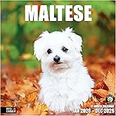 RED EMBER Maltese 2026 Wall Calendar 12 Month | 12" x 24" Open | Thick & Sturdy Paper | Holiday Gift | Cute Puppy Dog Calendar 2026