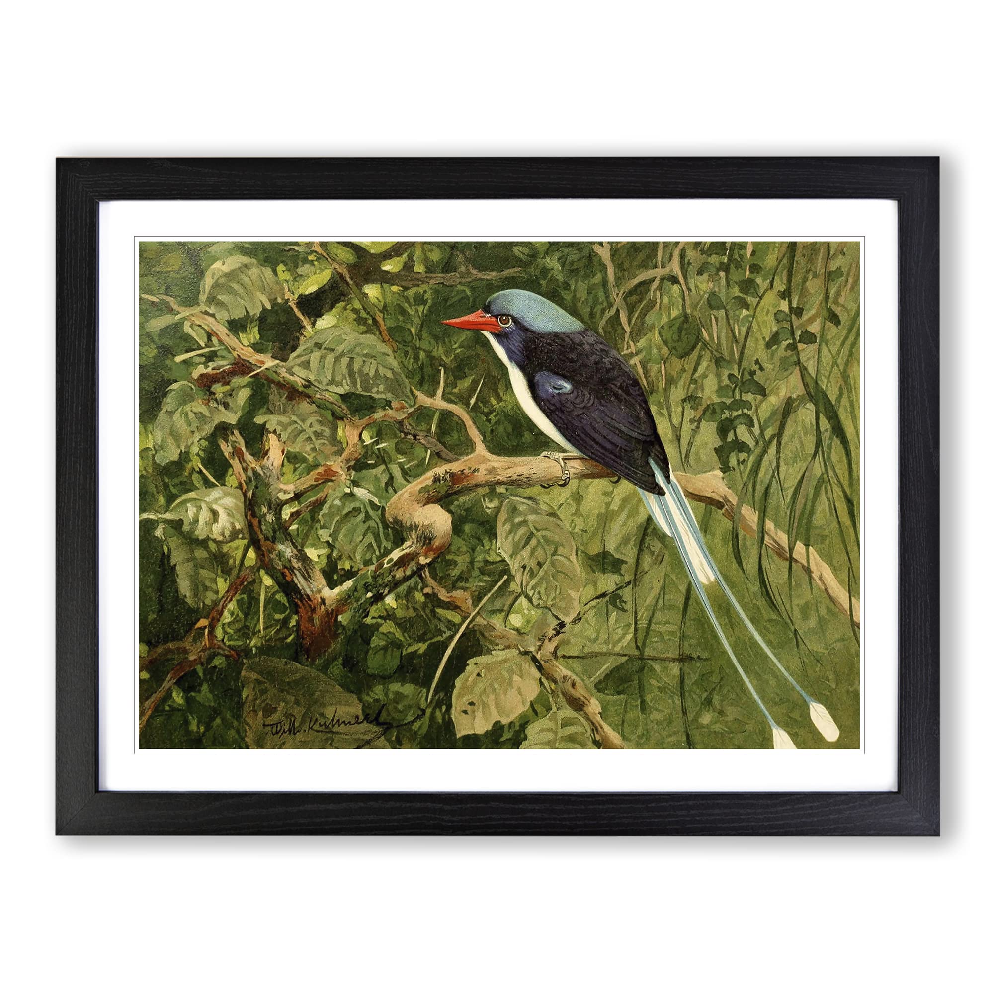 W Kuhnert Paradise Kingfisher Vintage Framed Print | A4 Black Framed Wall Art | Ready to Hang | Classic Nature Picture | Living Room Bedroom Lounge Office